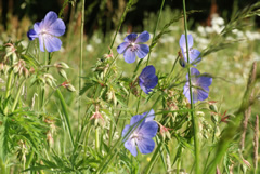 Meadow Cranesbill